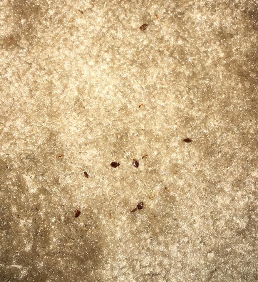 Several small, dark brown, oval-shaped insects are scattered across a textured, light beige surface.