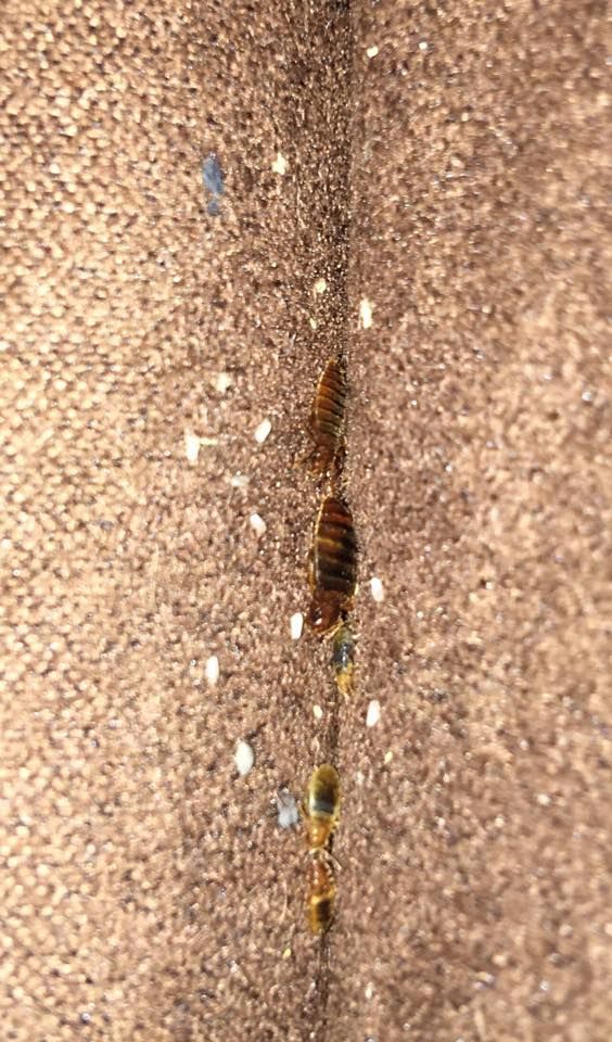 A close-up view of a bed bug and several white, translucent eggs nestled in the crevice of textured fabric.