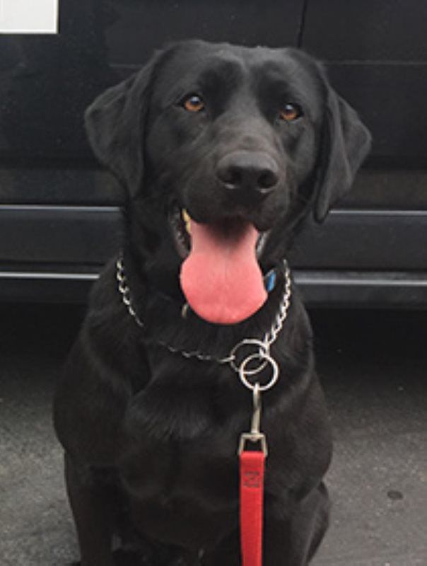A friendly black Labrador Retriever with its tongue out, wearing a chain collar and red leash, sitting outdoors.