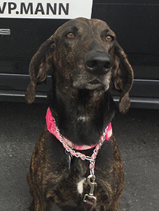 A brindle dog with floppy ears and a pink collar sits facing forward in front of a black vehicle.