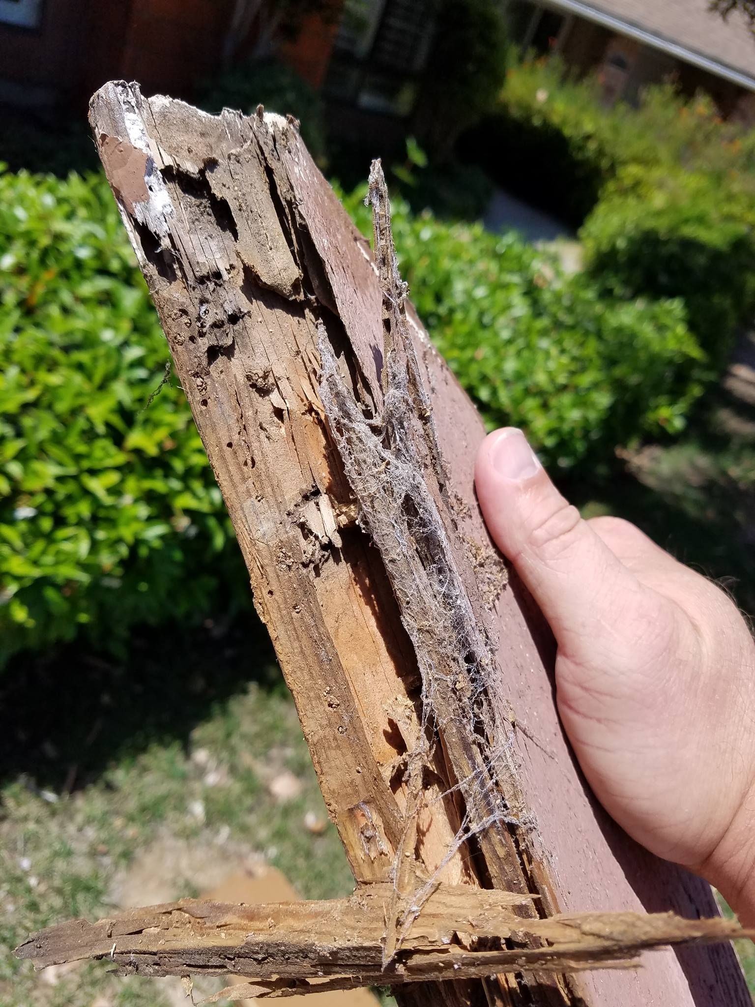 A hand holds a piece of wood heavily damaged by termite activity, showing hollow channels and decay.