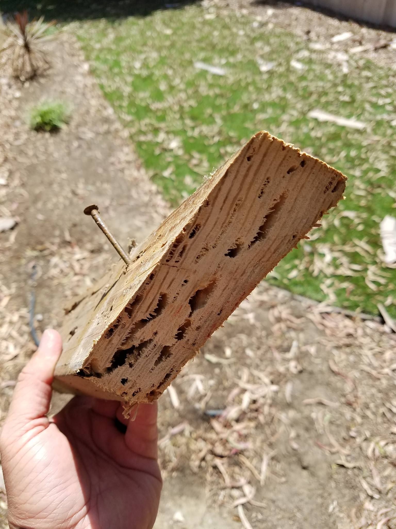 A hand holds a piece of wood heavily damaged by termite tunnels, with a nail protruding from the surface.