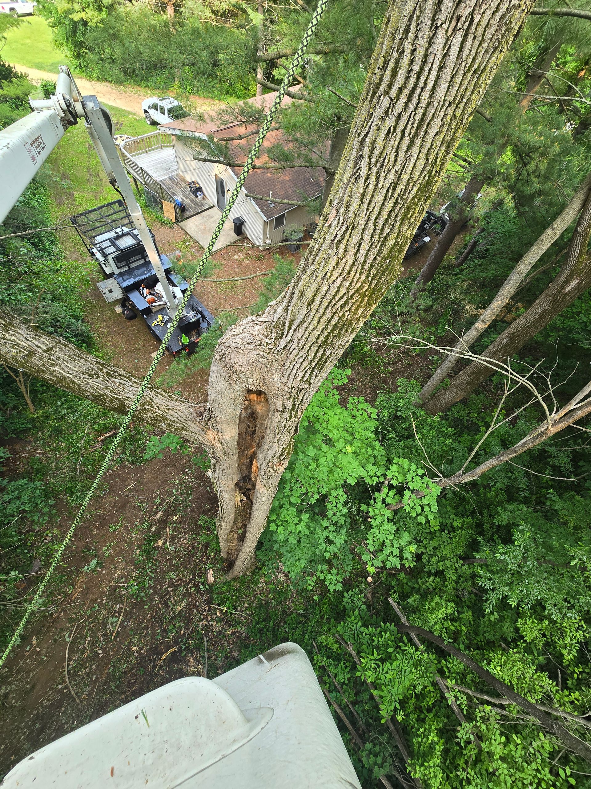 Spotting Summer Tree Stress & Storm Damage Risks: What Every Homeowner in the Tri-County Area Needs to Know