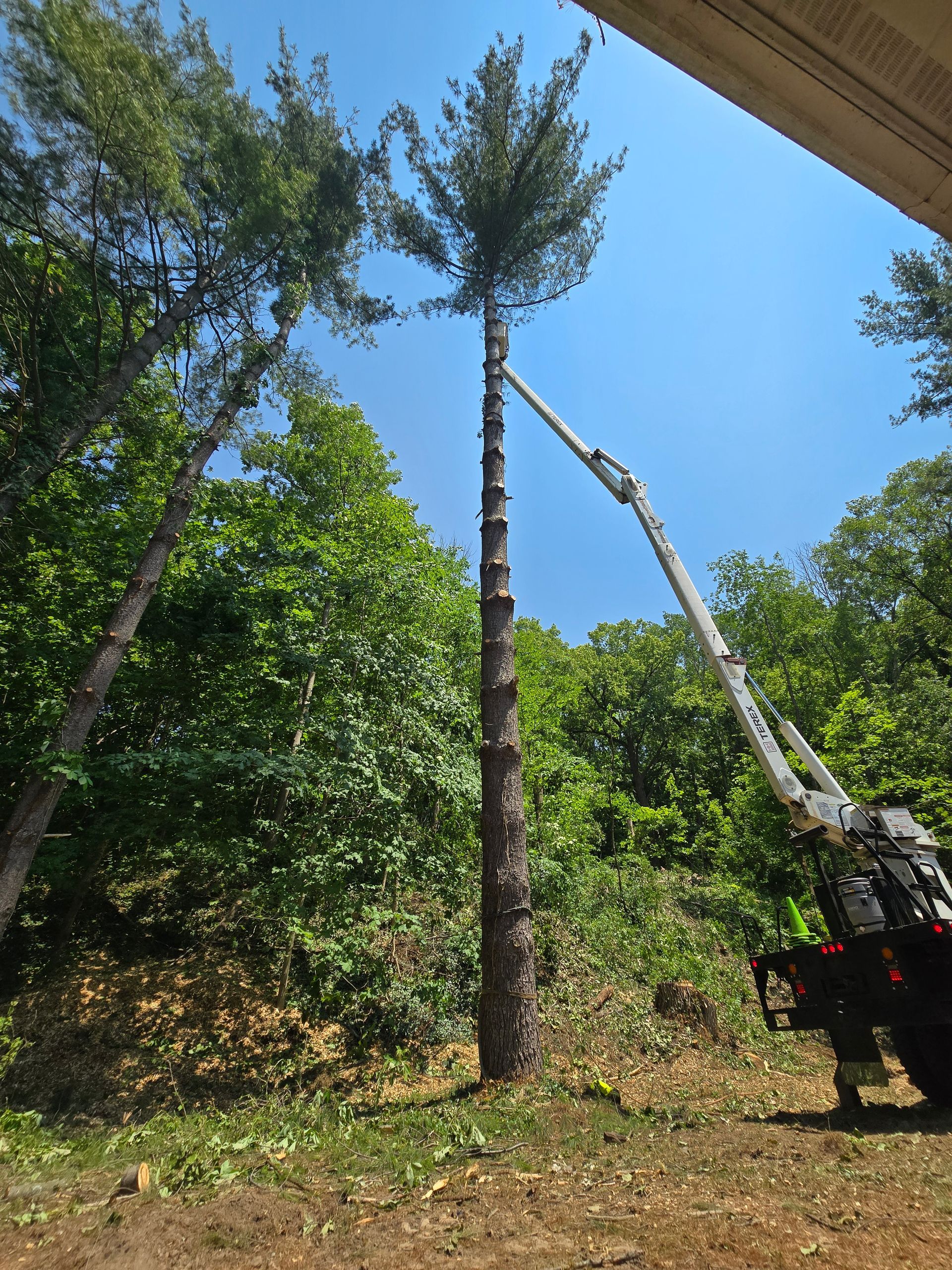 Tree Service | Galena, IL | M&M Tree's