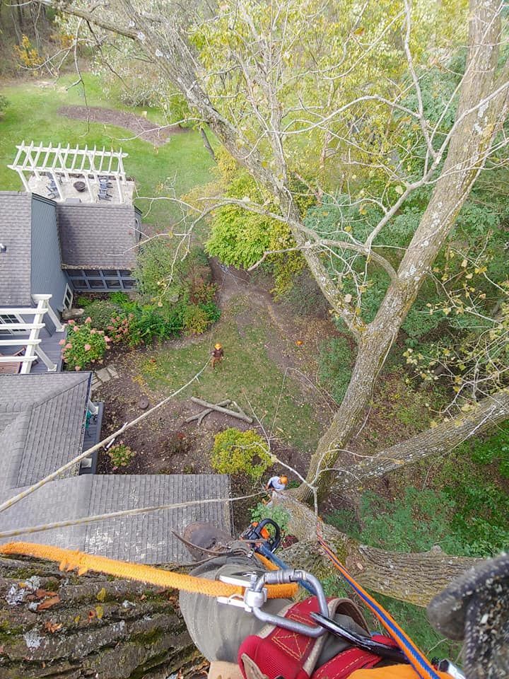 A person is climbing a tree in front of a house.