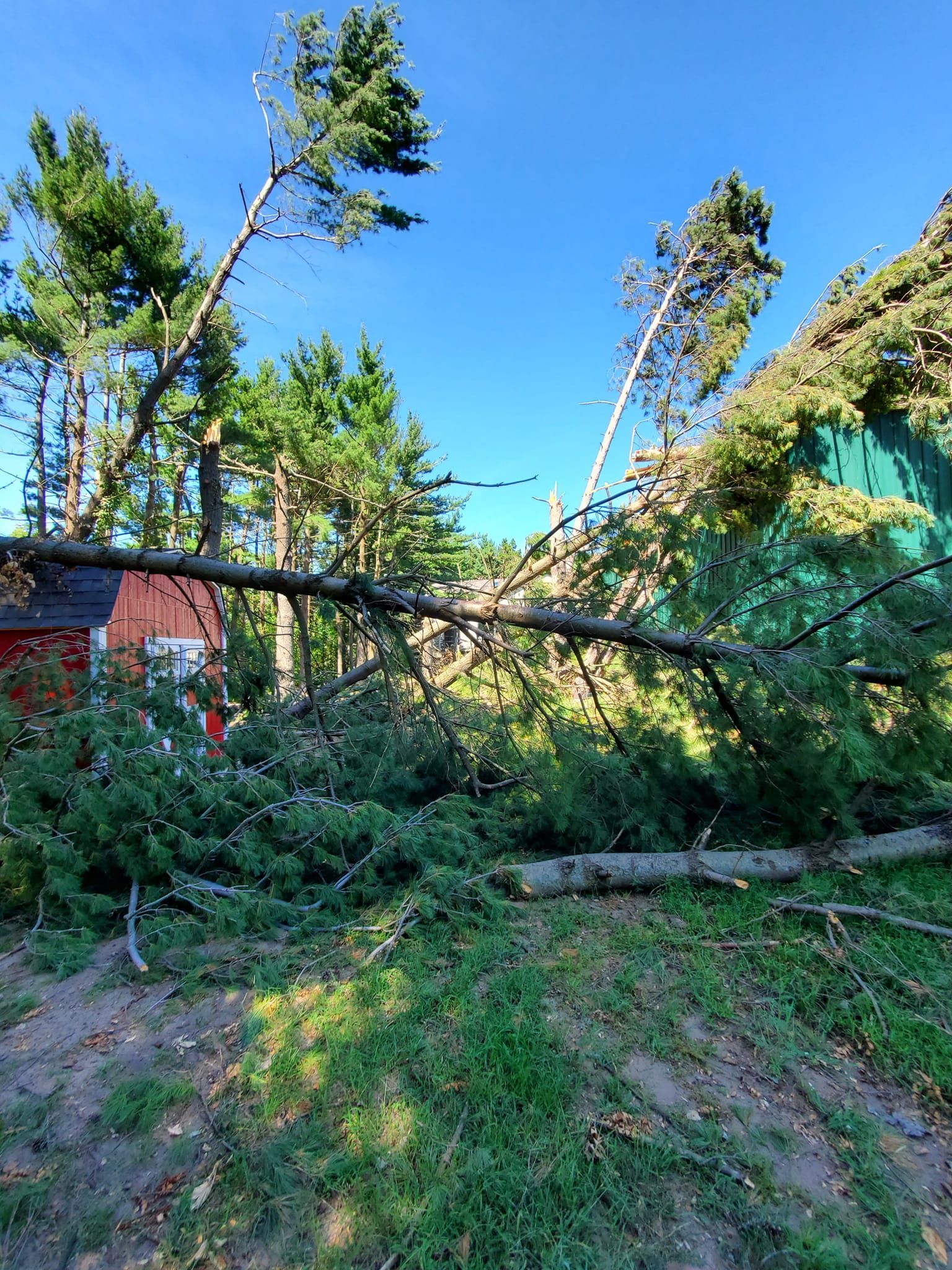 A tree that has fallen in the middle of a forest.