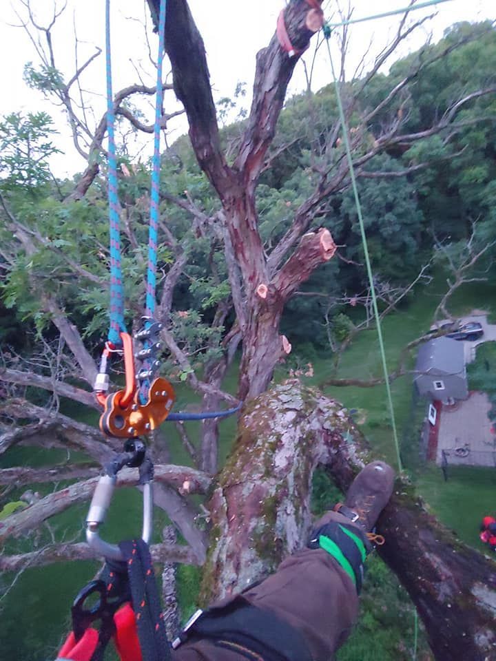 A person is climbing a tree with a harness on.