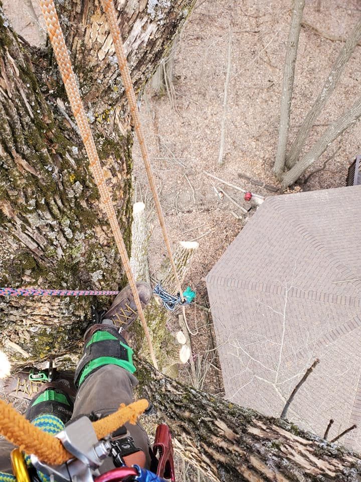 A person is climbing a tree with a rope attached to it.