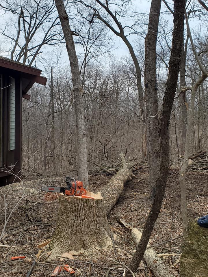 A chainsaw is cutting a tree stump in the woods.