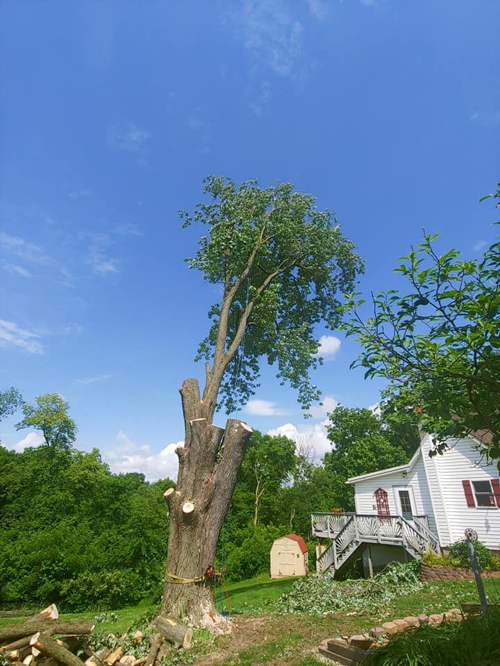 A large tree is being cut down in front of a house.