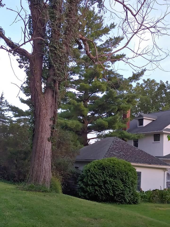 A house with a large tree in front of it