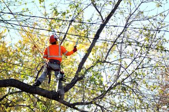 A man is cutting a tree branch with a chainsaw.