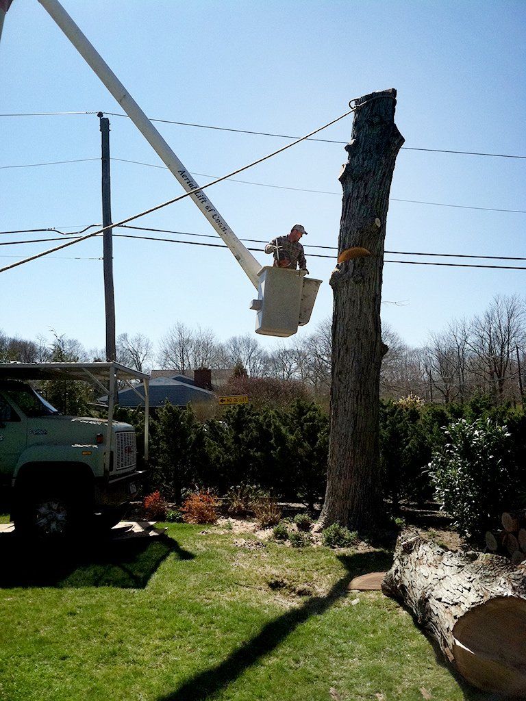 Tree Service