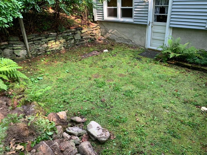 Grassy, overgrown yard next to a light blue house with a stone wall and a white door.