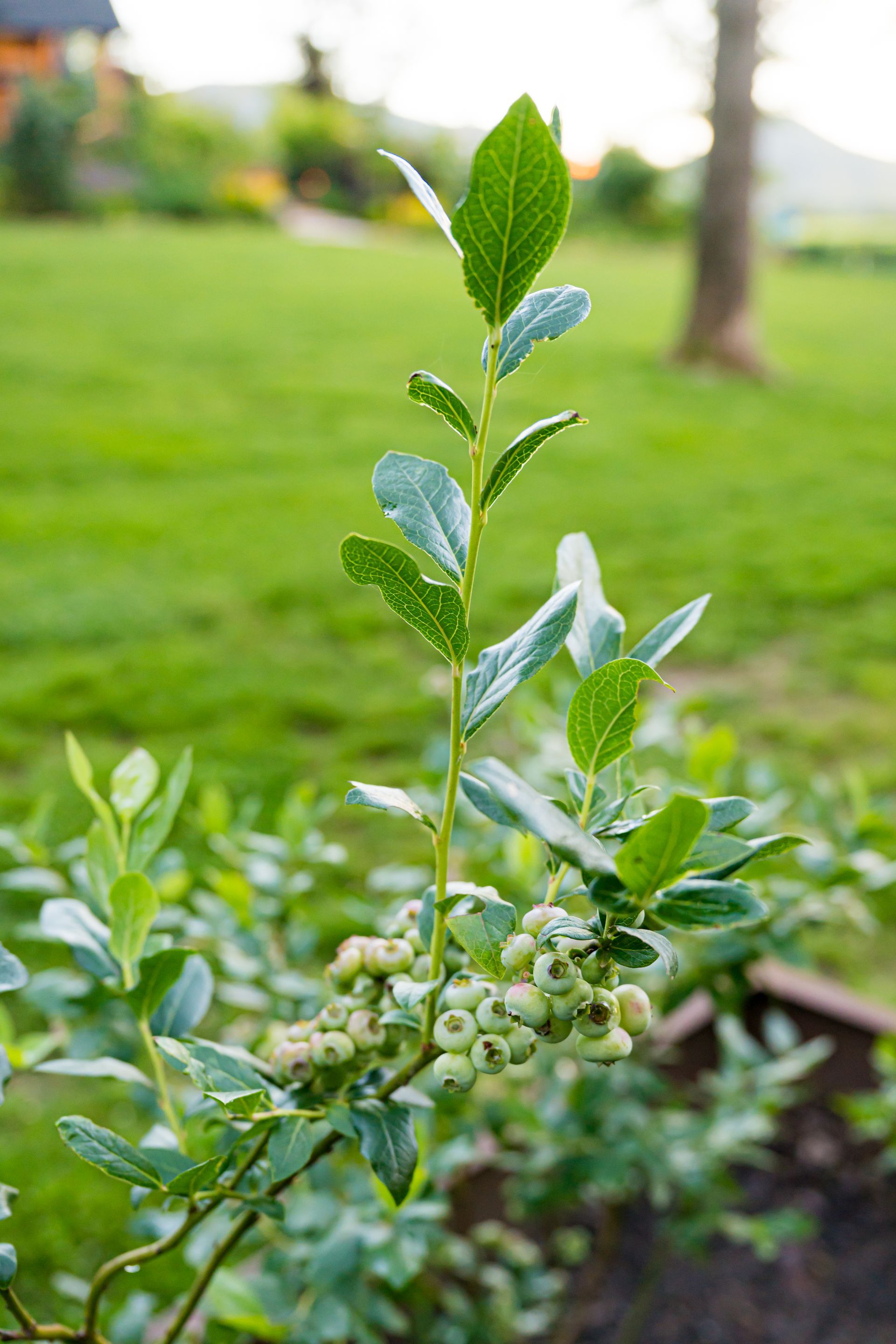 Young green blueberry plant with white buds growing in a garden, blurred lawn in the background