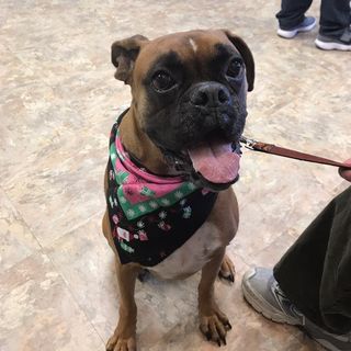 Vogel Veterinary Hospital Veterinarian Arnold Mo