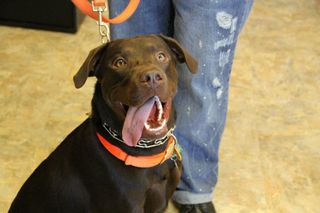 About Vogel Veterinary Hospital Arnold Mo Pet Clinic