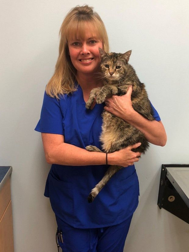 About Vogel Veterinary Hospital Arnold Mo Pet Clinic