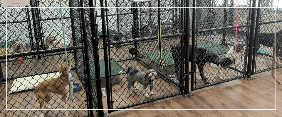 pet day care services