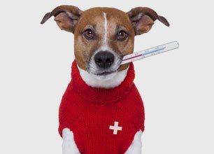 Pet Wellness Tests