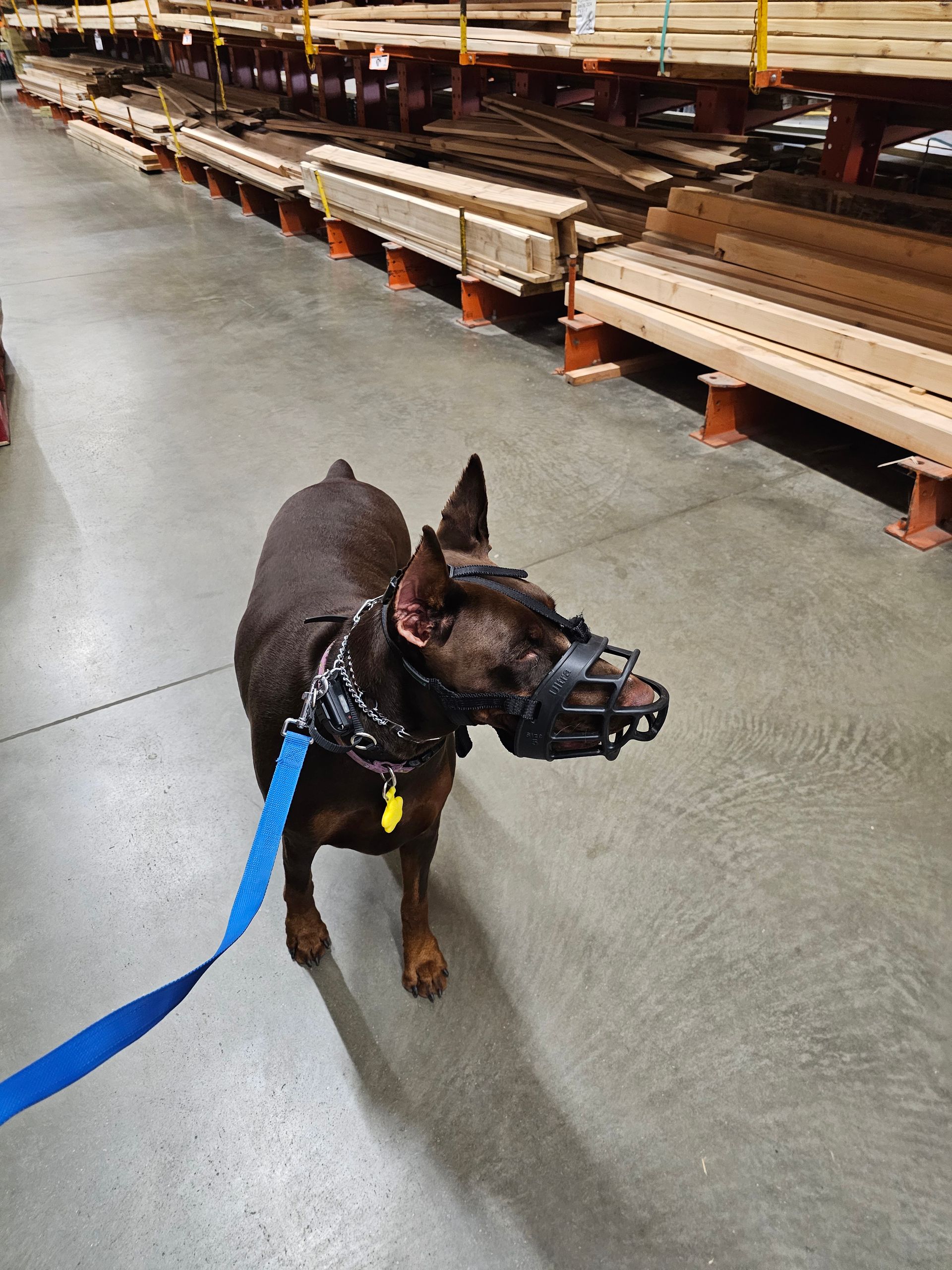 When can we stop using a prong collar or e-collar?
