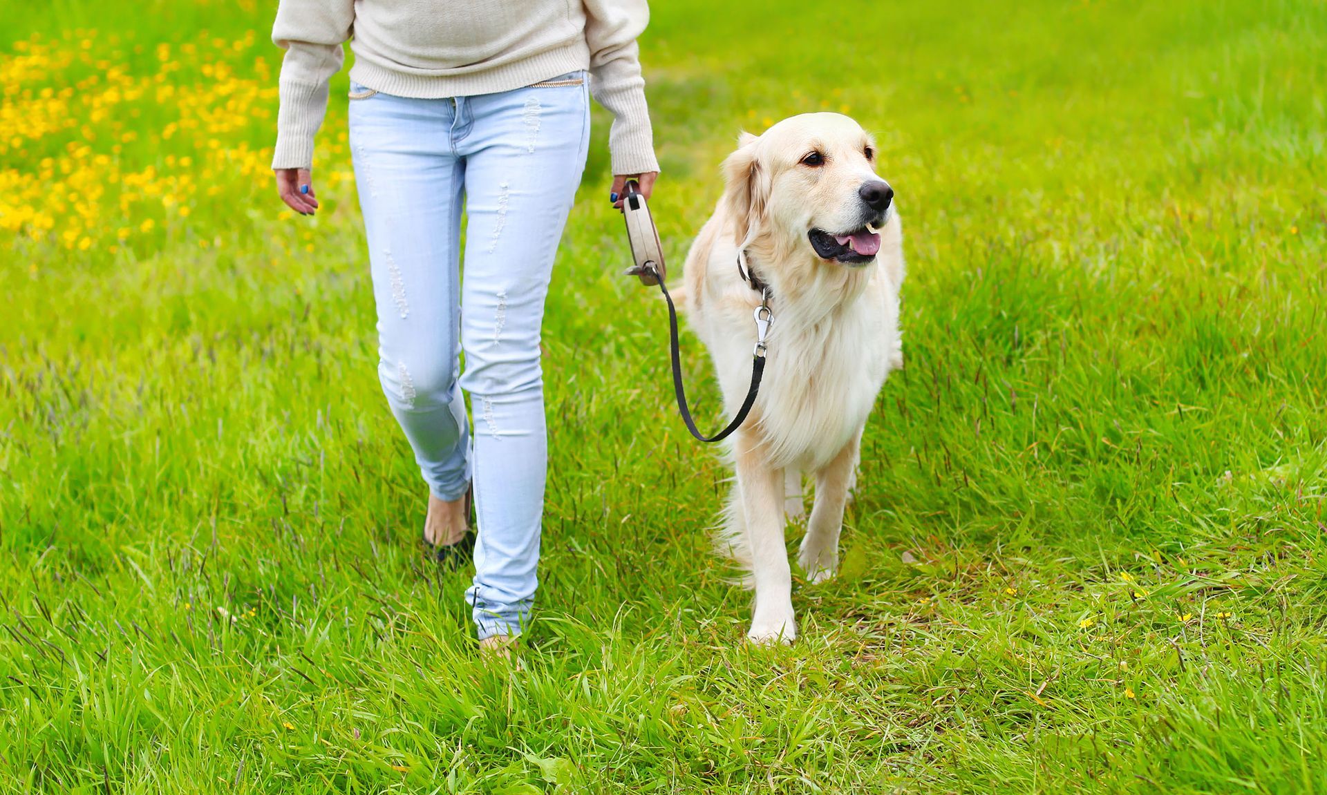 How to Choose the Right Dog Trainer