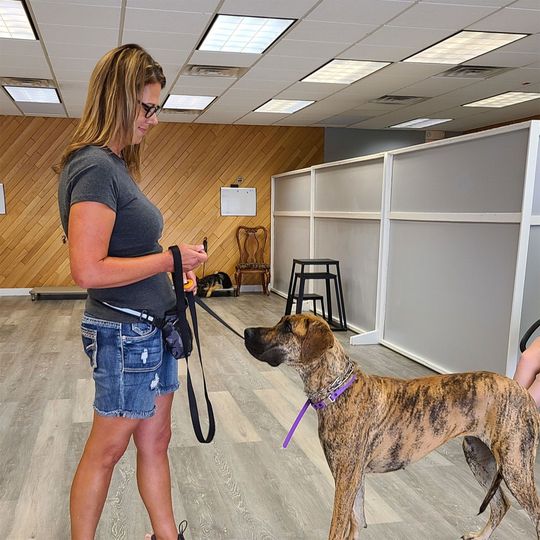 A woman is standing next to a dog on a leash.