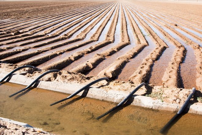 Irrigated farmland with parallel furrows and water-filled trenches, black hoses delivering water.