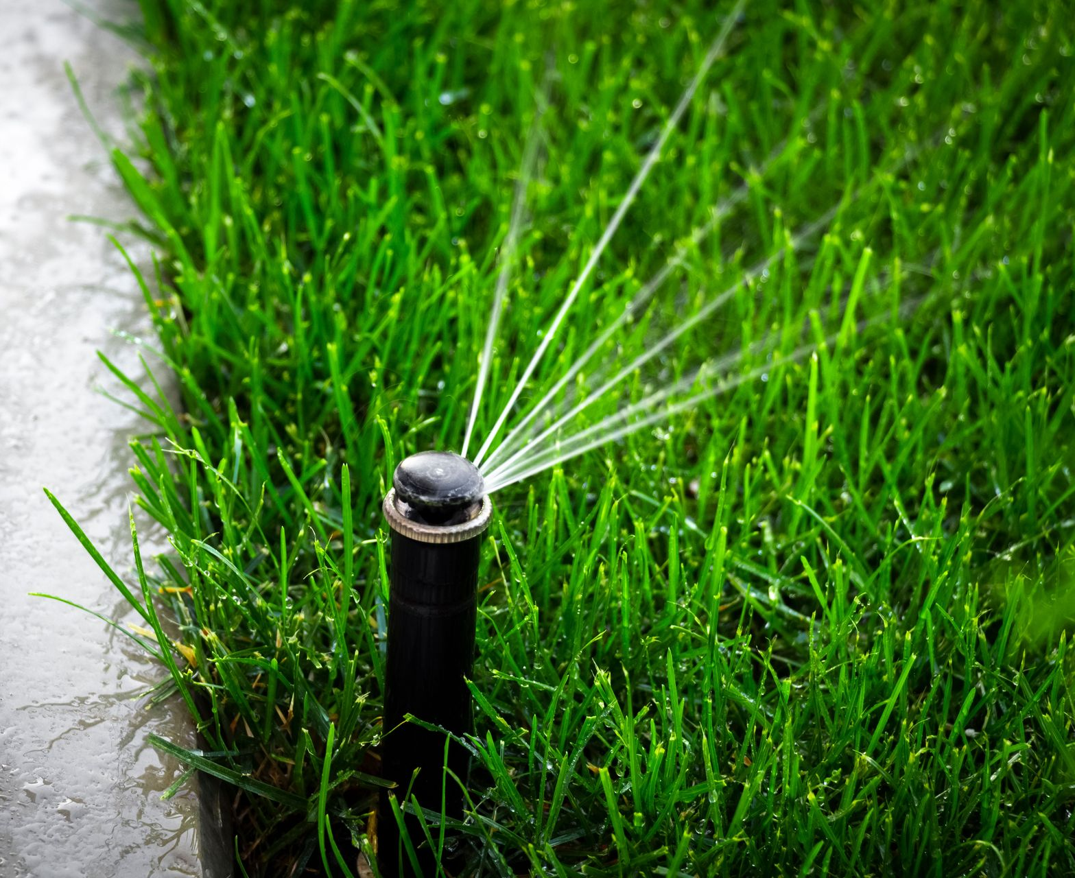 Sprinkler watering green grass.
