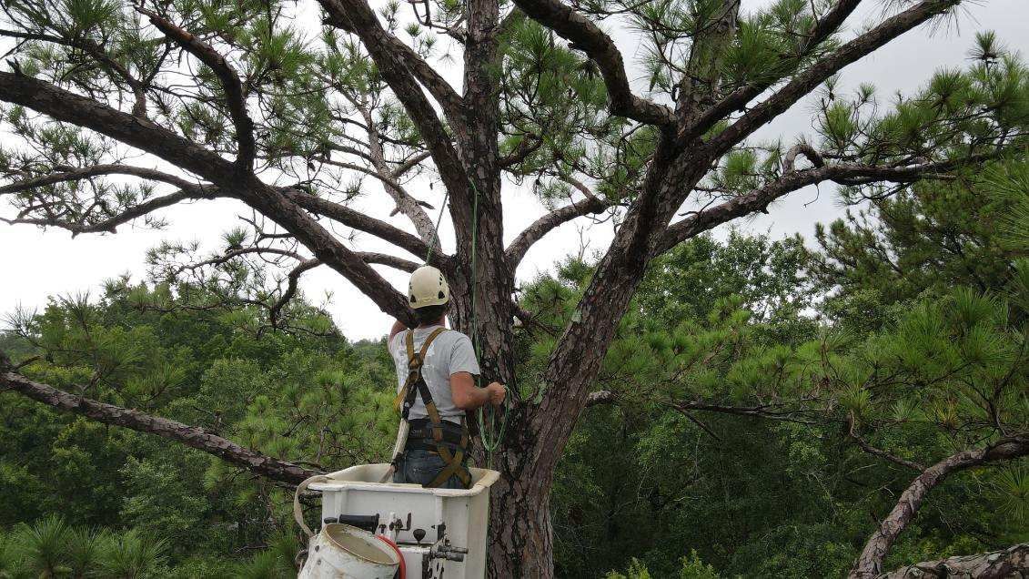 A man in a bucket is cutting a tree.