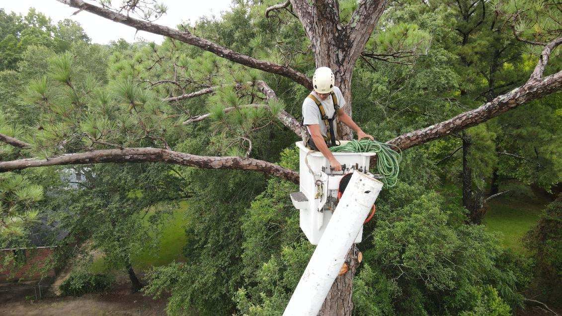 A man is sitting in a bucket on top of a tree.