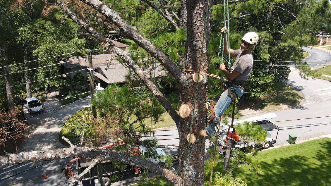 A man is climbing a tree with a chainsaw.