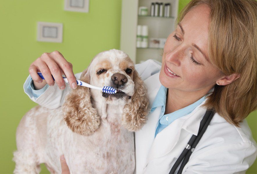 Excellent Dental Care