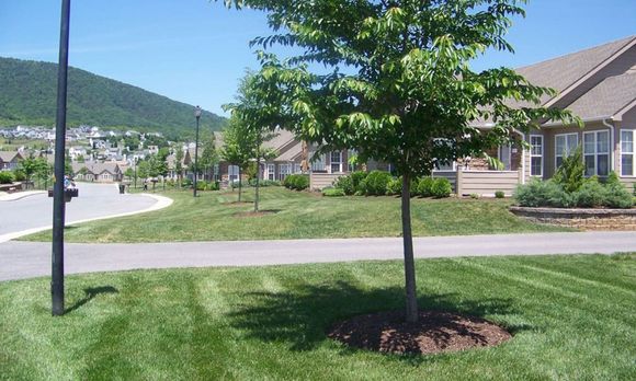 Lush green lawn with trees, asphalt path, houses, and mountain backdrop on a sunny day.