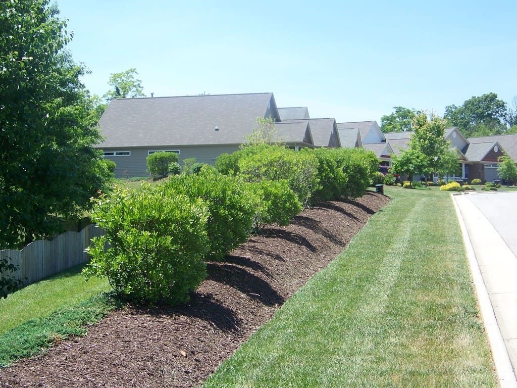 Row of green bushes along a grassy strip with homes in the background.