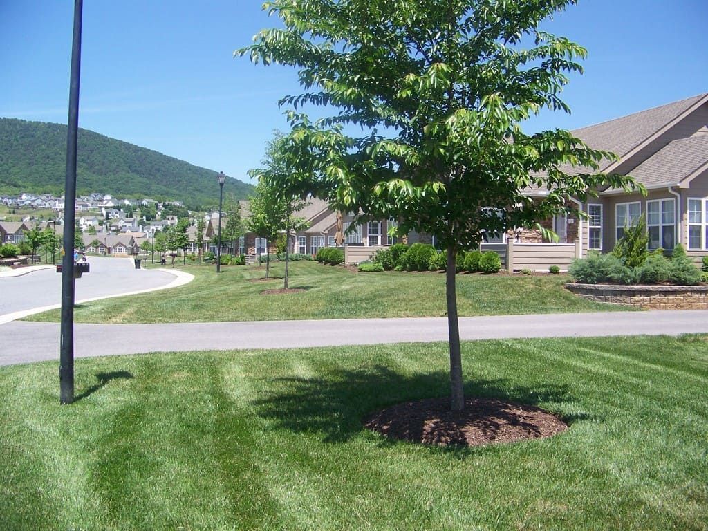 Tree in front of houses, pathway, green lawn, clear sunny day, mountain in the background.