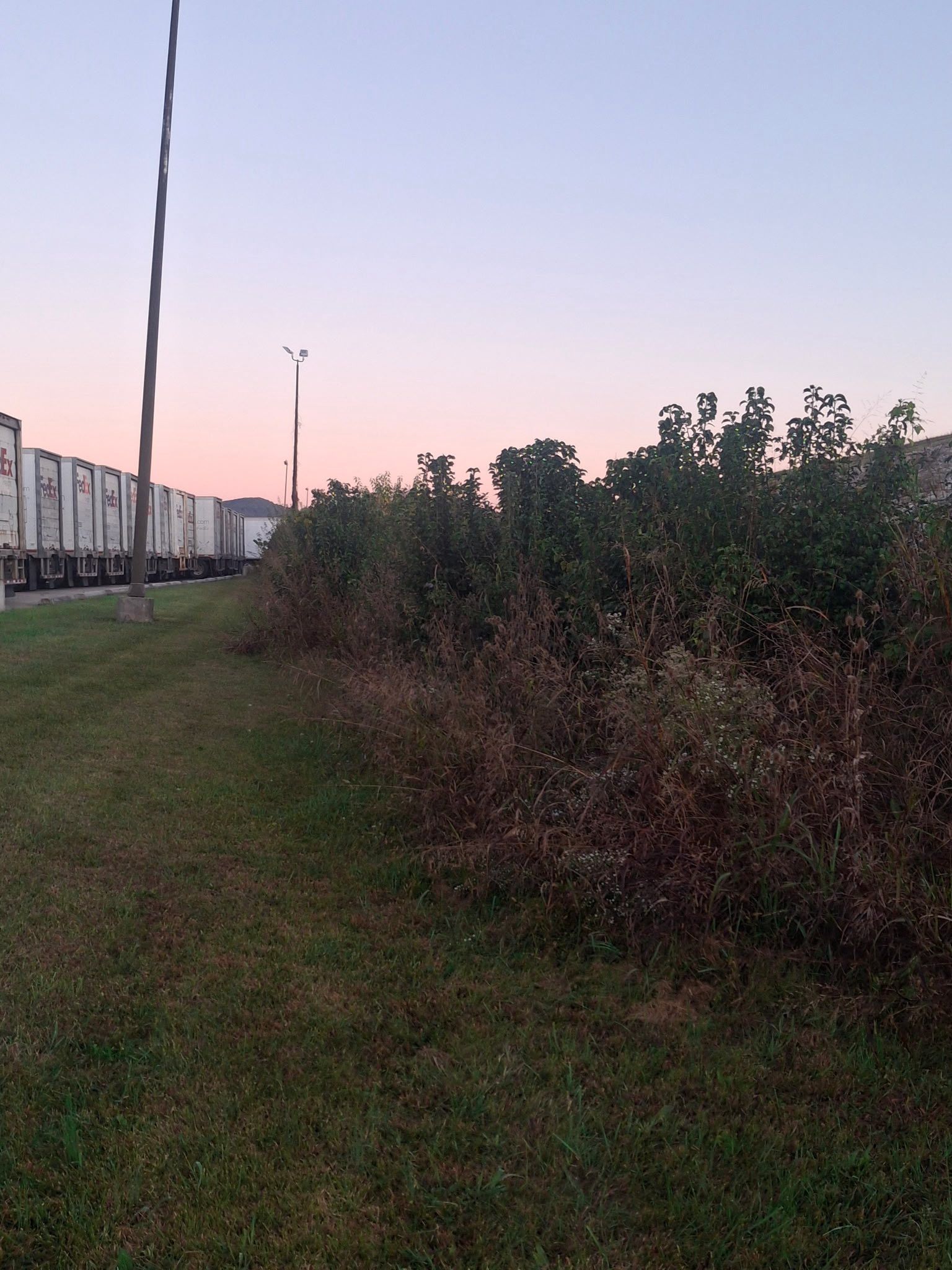 Line of semi-truck trailers next to overgrown bushes and grass; dusk sky.