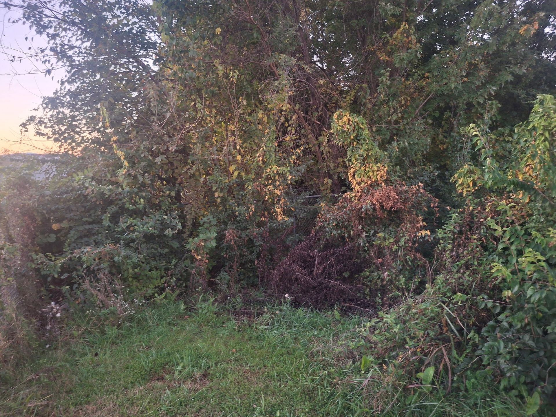 Grassy area in front of dense, mixed green and reddish-brown foliage.