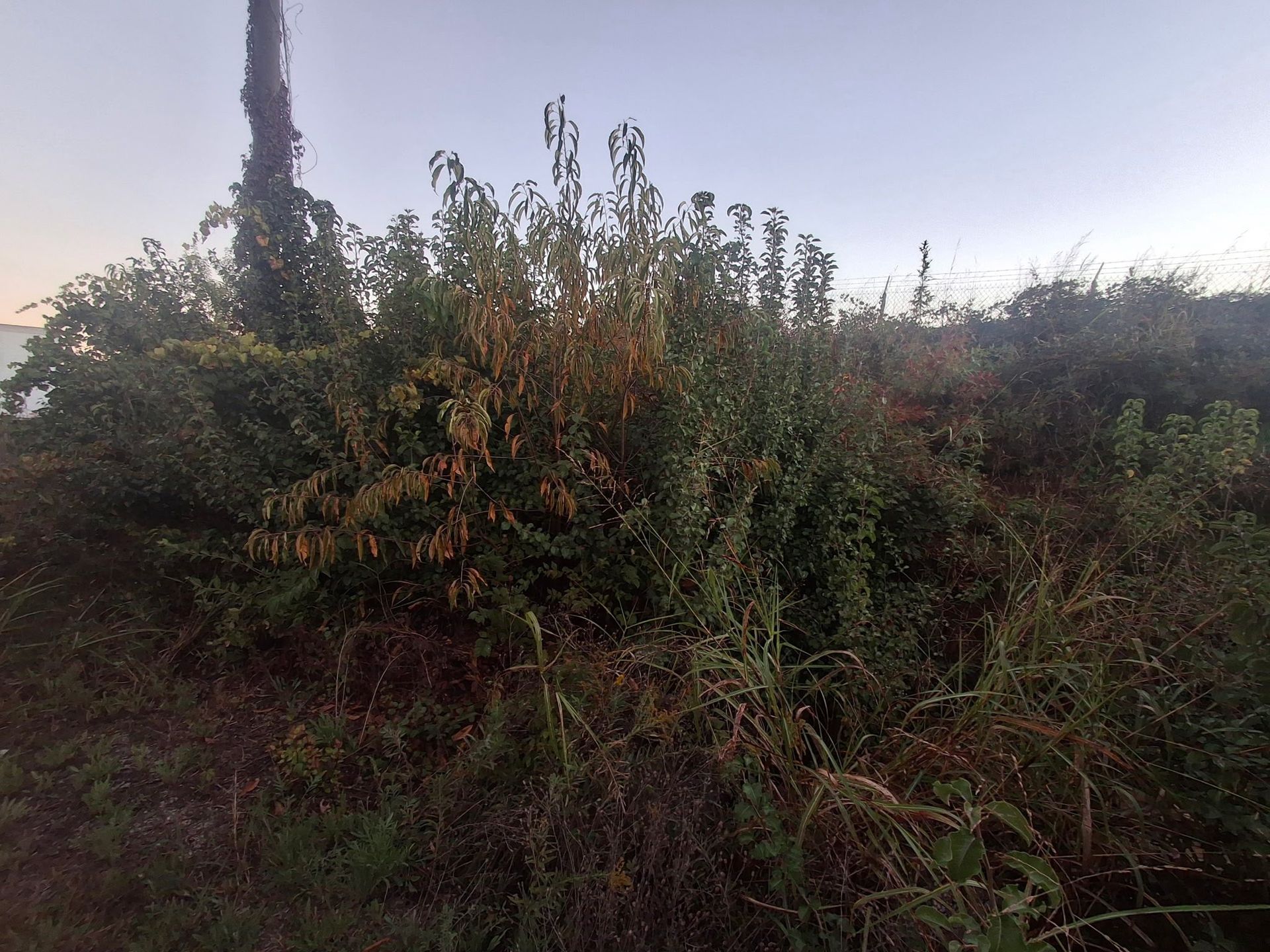 A field of overgrown bushes and tall grass under a dusky sky.