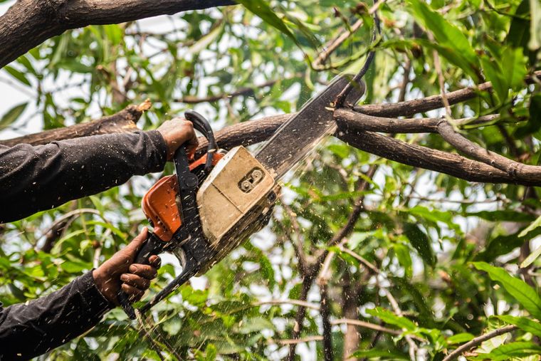 Worker using a chainsaw to cut a tree branch among green leaves