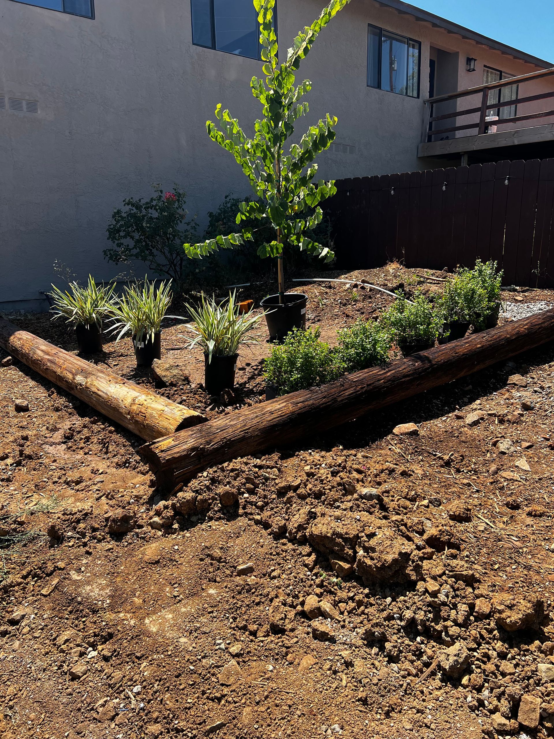 A tree is growing in the dirt in front of a house