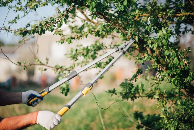 tree care company