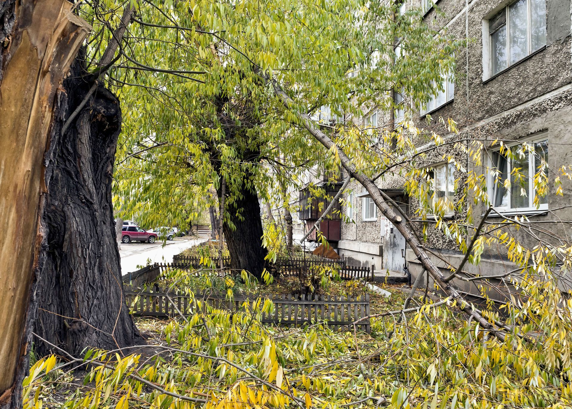 tree removal business