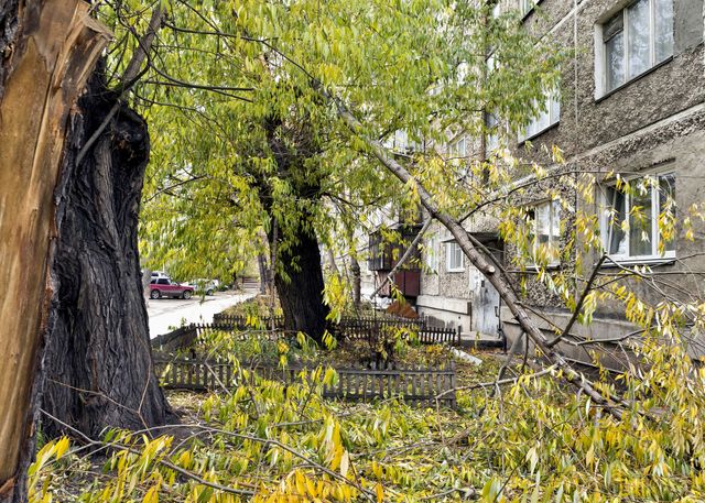 tree removal business