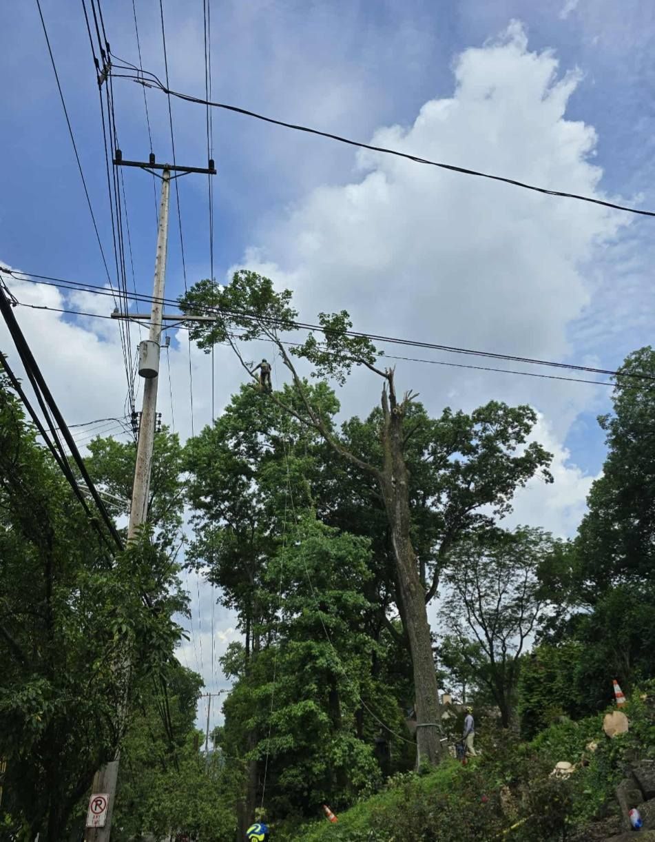 Tall tree with broken branch next to power lines and a utility pole on a street with a cloudy sky overhead.