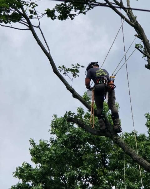 Arborist in a tree, wearing safety gear, cutting branches against a cloudy sky.