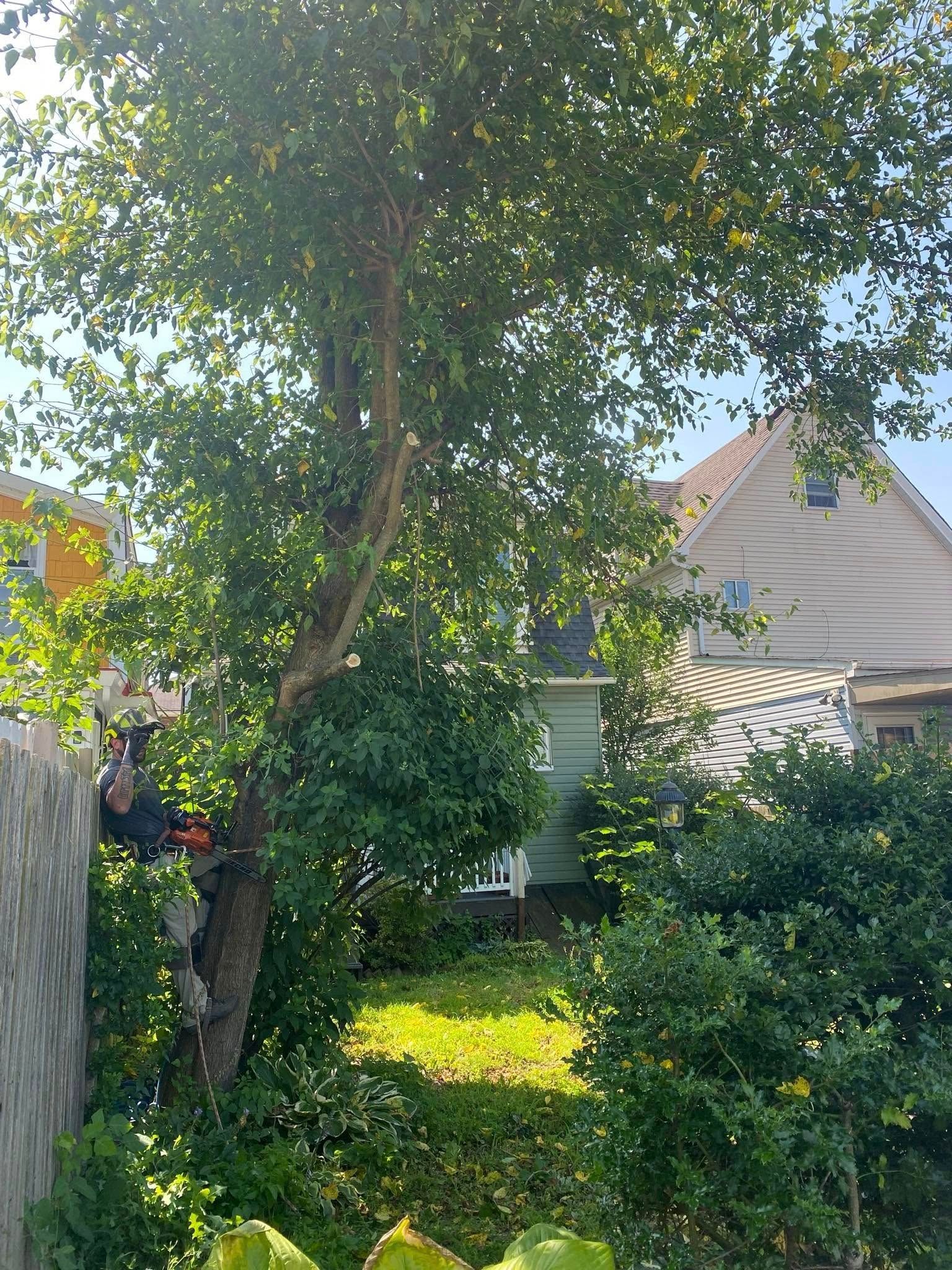Person in a tree trimming branches near a house and fence, sunny day.
