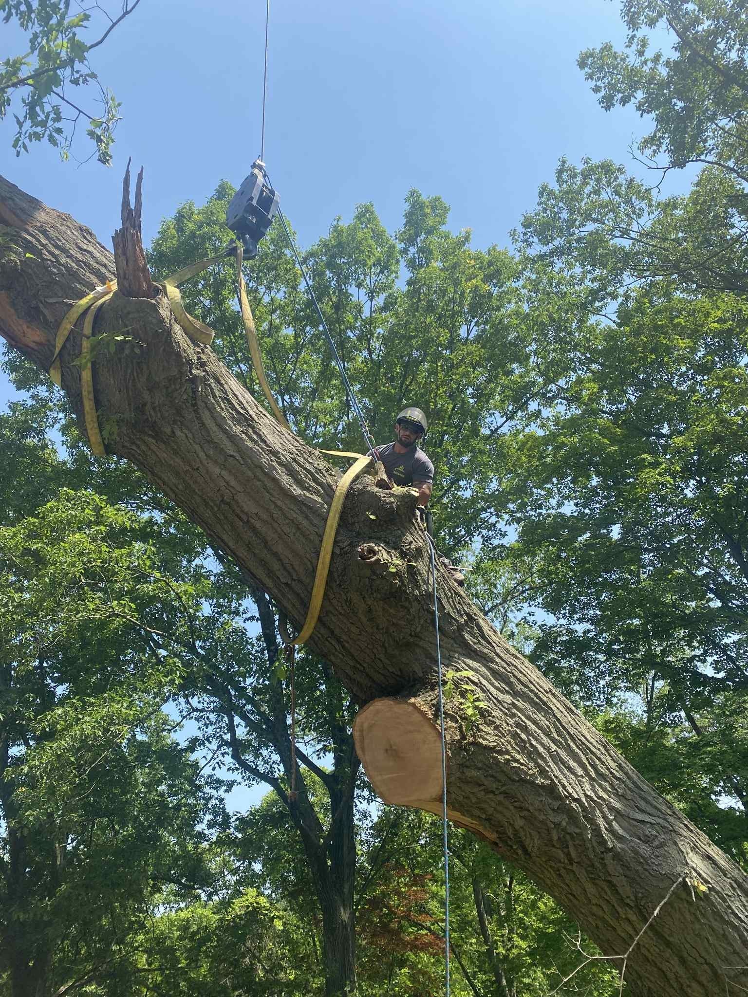 Tree branch being cut with a man on it and a crane overhead, in a sunny, tree-filled area.