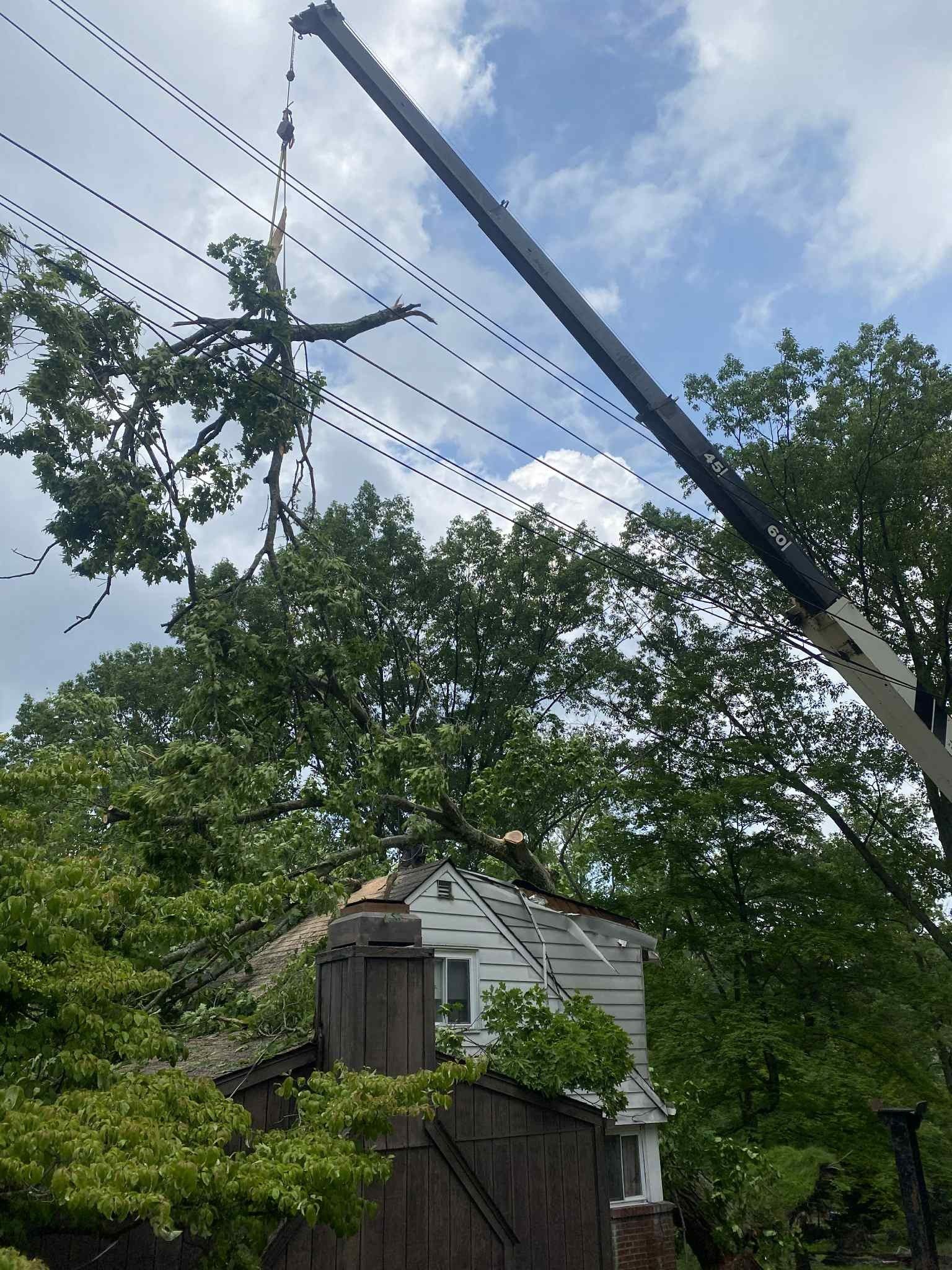 Crane trimming a tree branch near power lines and a house.