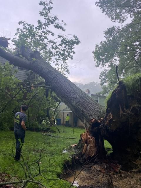 A large tree fallen across a yard with a person inspecting the damage. Overcast sky.